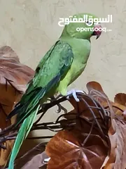  1 ببغاء الدرة للبيع