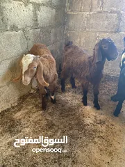  2 ثلاث صخلات نخب مطعمات كفاله جميع الامراض عمر 4 شهور