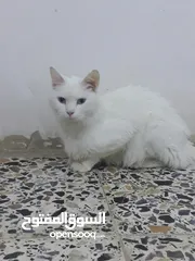  1 قطة شيرازي 