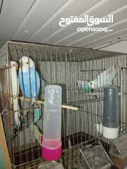  1 Parrots and cage