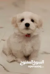  1 pet pure Maltese with Vaccination and passport