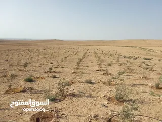  15 عشره دنمات للبيع