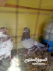  2 حمام للبيع او بدل على عصفير