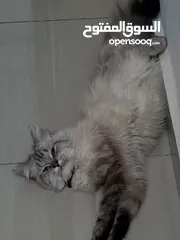  2 قط للبيع هملايا