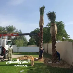  16 washingtonia palms , Date palms of all sizes available with delivery and planting in uae