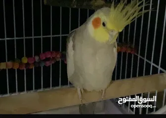  1 طيب كروان للبيع لاعلى سوم