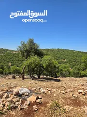  5 ارض مساحه 5 دونم  غابه و مجاوره للغابه من مالك مباشره