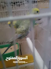  2 جوز رنبو اخضر تحتهم بيضتين تواصل على الواتس اب