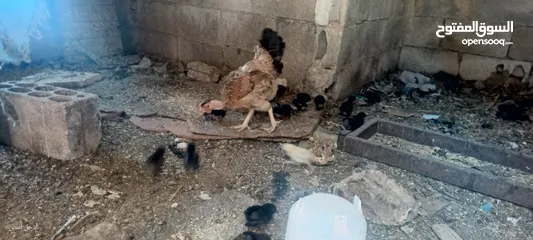  5 جاجه يهوديه معها 25 صوص بلدي