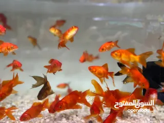  7 تم وصول تشكيلة اسماك زينه