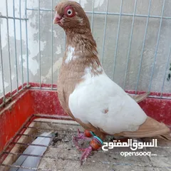 4 حمام للبيع