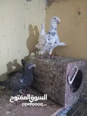  5 جوز معو فراخ  و بيض