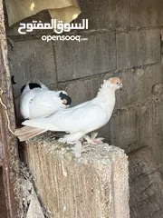 6 حمام زواج زق