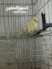 2 جوز كنار للبيع بداعي السفر اربد شارع السرو