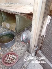  4 جوز حمام بلوق مع فرخ