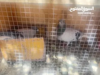  5 جواز حمام للبيع او بدل