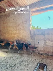  1 دجاج بلدي وبناديق باكستاني للبيع