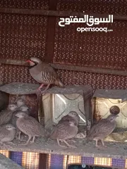  3 متاح في السلط