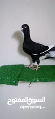  9 اجواز مسويد