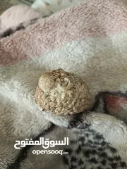  2 خاروف من صحرا وادي رم نادر جدا