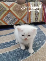  1 5 persian cats 45days old two male and 3 female price per cat 30 bd