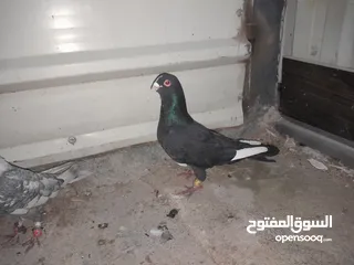  5 حمام للبيع