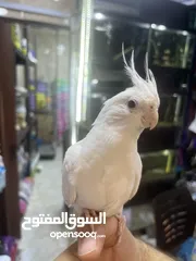 4 البينو كوكتيل أبيض جامبو أليف جدا