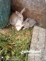  2 أرانب نخب للبيع العدد 22
