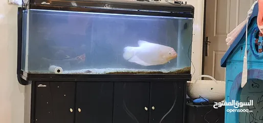  6 Gaint Gourami with fish tank