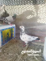  4 جواز بسعر مغري