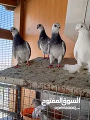  11 فحول وطواير للبيع