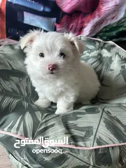  3 Maltipoo Puppies for Rehoming