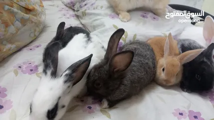  3 Rabbit for sell Holand Bride..age 2.month