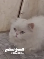  5 قطه شيرازي