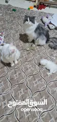  6 قطط فحل مع أنثى وبتهن