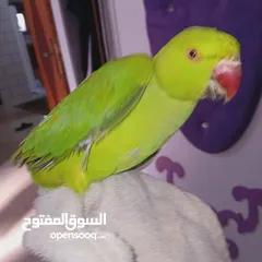  3 عصفور خضر مع قفص