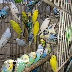  1 مطلوب 10 جواز حب شغلات بسعر حرق الشراء فوري ..............................................    ......
