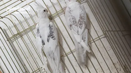  10 مزرعه طيور مميزة