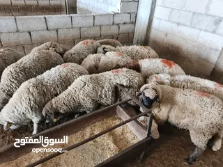  5 بيع جميع الانواع الاغنام