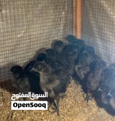  2 للبيع فروخ فرنسي عسلي و ايام سيماني