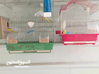  7 عصافير للبيع ما شاء الله الله يبارك لصاحب النصيب ويطرحله البركه يارب فيهم يارب