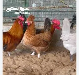  3 ابحث عن دجاج حبحب عماني  وكذلك دجاج بو عنيق