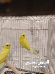  2 جوز طير حب لاتينو للبيع 120بدل 160