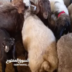  2 نعجه اضحيه