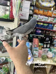  3 كويكر طفرة سينامون أليف راقص لعوب متكلم تابع الوصف للأهمية