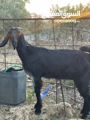  3 ما شاء الله صخله للبيع عمرها خمس شهور ونص الرقم ال محطوط فقط واتس