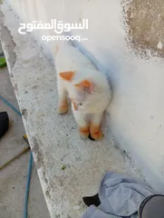  3 قطاط شرزي متوفر لدنا