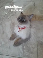  1 قطة هملايا للبيع