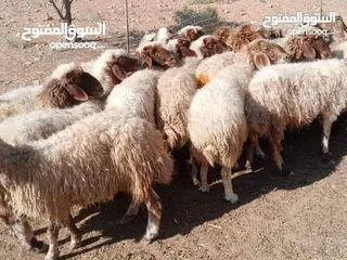  1 غنم لحم عقائق حرقنا الاسعااار حرق يا بلاش