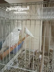  4 Parrot alpino